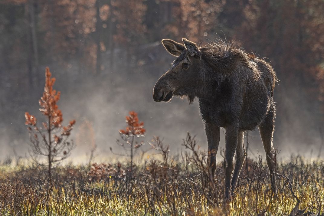 a moose stands in a foggy field