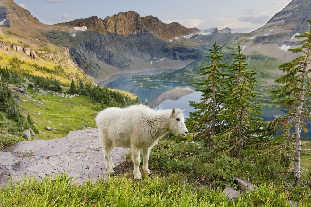 a mountain goat is seen in front of a mountain vista