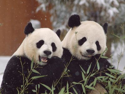 The female giant panda Mei Xiang (pronounced may-SHONG) and male Tian Tian (tee-YEN tee-YEN), will return to China at the end of 2023 at the relatively elder panda ages of 25 and 26, respectively.