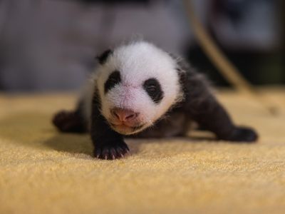 It's a boy! DNA taken from a cheek swab of the 3.6-pound giant panda cub confirms the animal's sex.