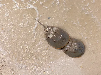 An aerial photo of two horseshoe crabs on the sand in shallow tidal waters