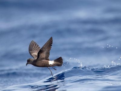 
The critically endangered&nbsp;&lsquo;akē&lsquo;akē&nbsp;(the Hawaiian name for the band-rumped storm petrel) is one of the species that could benefit from rat-free habitat on Lehua Island, Hawai&lsquo;i.