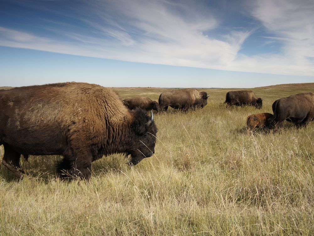 Bison standing and laying in prairie grasses