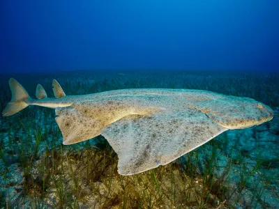 The Canary Islands are a hotspot for critically endangered angelsharks (Squatina squatina), perhaps lured by the artificial beaches that provide safe havens for juveniles.