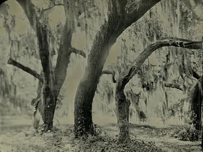 Live oaks in Beaufort, South Carolina, photographed using an old-fashioned wet-plate process