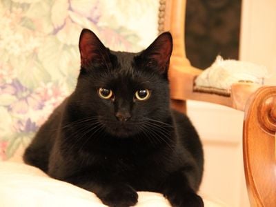 Another supposedly unlucky thing: black cats.