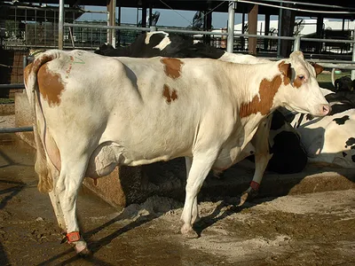 Cows with the slick gene have sleek, short hair that helps keep them cool.