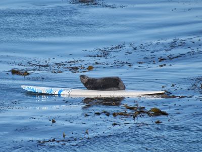 Experts aren&#39;t sure why the otter is approaching surfers, as sea otters have a natural fear of humans.
