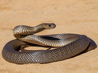 The new gel uses a protein called&nbsp;ecarin&nbsp;from the venom of the saw-scaled viper and the protein textilinin from the eastern brown snake&rsquo;s venom to seal wounds. (Pictured: An eastern brown snake)