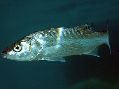 Researchers in France are testing which fish eggs are best suited to being launched to the moon. So far, European seabass are among the leaders.