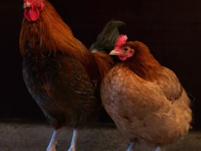 A cock and a hen roosting together