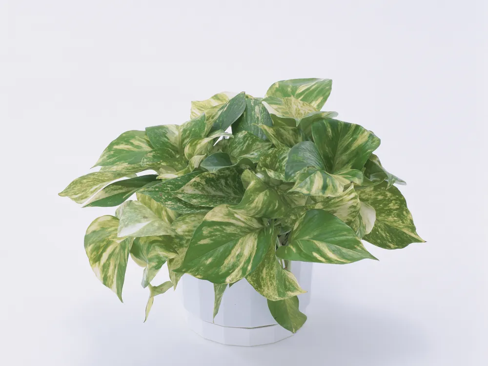 A green pothos plant is in a white vase