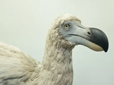 The dodo, now extinct, weighed about 50 pounds, had blue and grey feathers and couldn&#39;t fly.