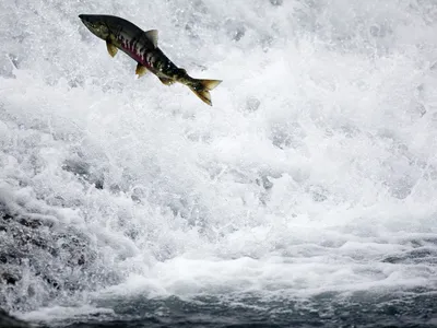 A chum salmon in Alaska&#39;s Katmai National Park and Preserve. Salmon numbers are declining in some places due in part to climate change.