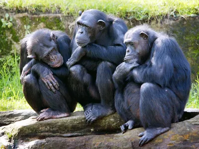 Female chimps at the Taronga Zoo in Sydney, Australia, in 2005. The new study followed 185 chimps in Uganda&#39;s Kibale National Park for 21 years.