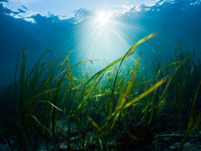 Some seagrasses are linked to lower levels of gastroenteritis-causing pathogens in the water.&nbsp;