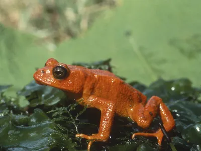 The now-extinct golden toad in a 1978 picture taken in Costa Rica.