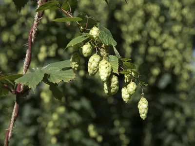 Hops give beer its bitter taste and aroma.