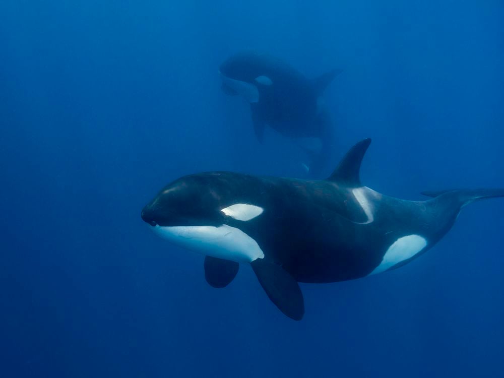 Two orcas swimming underwater