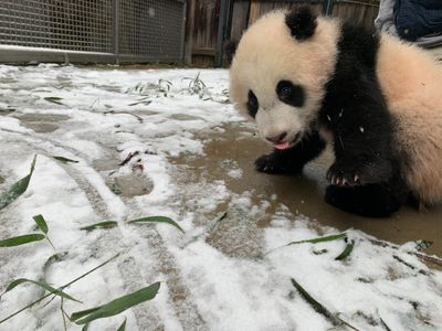 Giant panda cub Xiao Qi Ji experiences snow for the first time just beyond his indoor exhibit on Sunday. Though he did not venture further, his parents Mei Xiang and Tian Tian played around outside.