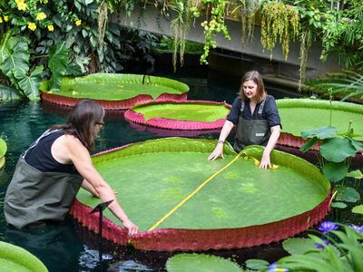 V. boliviana&nbsp;is now the world&rsquo;s largest known giant waterlily species, with leaves that can grow almost ten feet wide in the wild.
