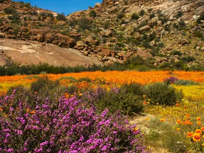 Desert Bloom in Namaqualand, South Africa