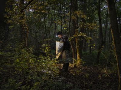 Christopher Heckscher, ornithologist by day and firefly hunter by night, at work in the Nanticoke Wildlife Area, Delaware.