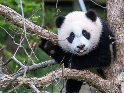 One year ago, the Smithsonian’s National Zoo welcomed Xiao Qi Ji—a precious giant panda born in the midst of a global pandemic. 