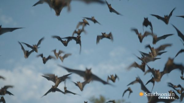 Preview thumbnail for Why Bats Are Better Than Humans at Dealing With Viruses