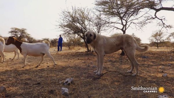 Preview thumbnail for This Anatolian Guard Dog Protects Both Livestock and Predators