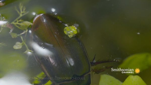 Preview thumbnail for The Great Diving Beetle Is an Impressive Underwater Hunter