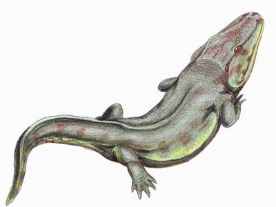 An artist&rsquo;s reconstruction of Rhinesuchus, a rhinesuchid temnospondyl