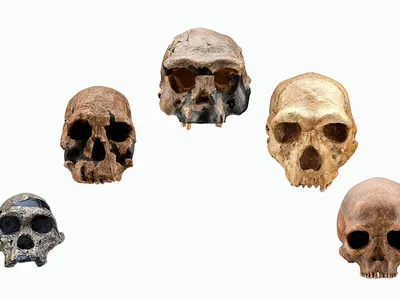 These five skulls, which range from an approximately 2.5-million-year-old Australopithecus africanus on the left to an approximately 4,800-year-old Homo sapiens on the right, show changes in the size of the braincase, slope of the face and shape of the brow ridges over just less than half of human evolutionary history.
