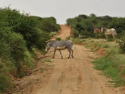 Zebra crossing a dirt road near Mpala Research Centre, Kenya